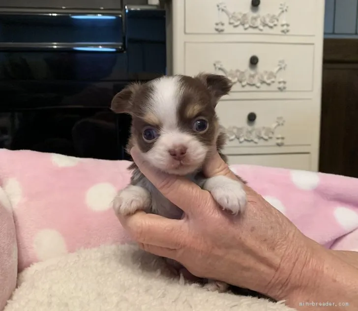 N.M 様のお迎えした子犬