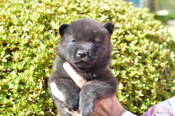 甲斐犬 福岡県 女の子 年8月16日 黒虎 人懐っこく大人しい性格です みんなのブリーダー 子犬id 09