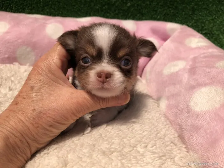 ID:2105-02060の子犬