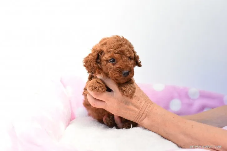 ID:2009-00128の子犬