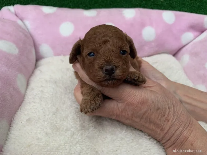 ゆり 様のお迎えした子犬