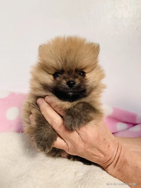 ID:2010-00130の子犬