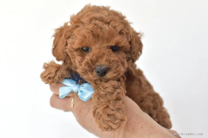 rnrn 様のお迎えした子犬