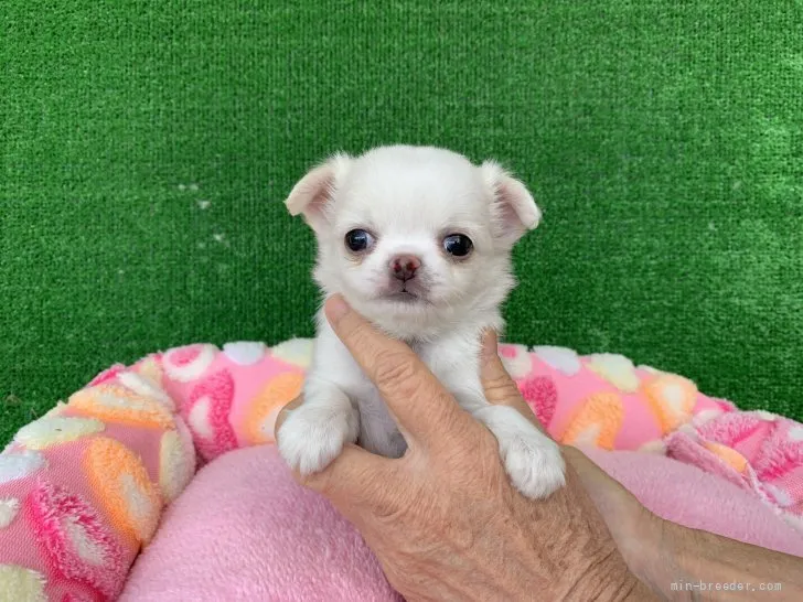 ID:2111-02448の子犬