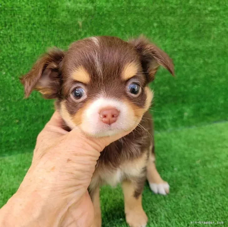 ID：2406-05482の子犬