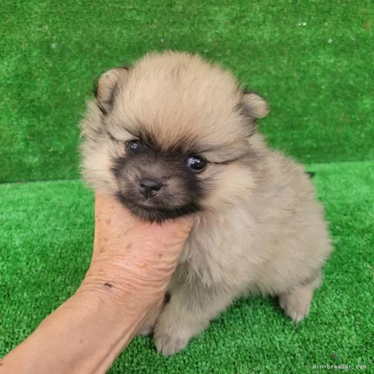 ID:2410-00269の子犬