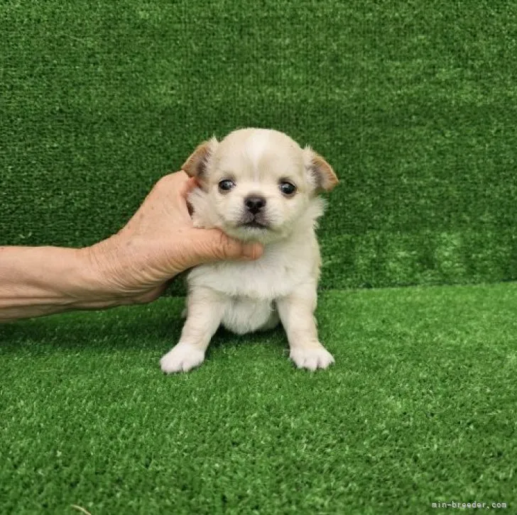 ID:2306-05827の子犬