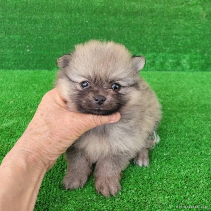 ID：2304-02120の子犬