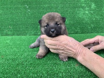 柴犬(標準サイズ)【福岡県・男の子・2021年11月12日・赤】の写真「クリスマス企画🎄🎁大幅にお値下げ致します！」