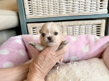 チワワ(ロング)【福岡県・女の子・2021年1月15日・クリーム&ホワイト】の写真「お目々クリクリお鼻の短いとってもかわいい女の子❤️」