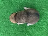 柴犬(標準サイズ)【福岡県・女の子・2021年11月12日・赤】の写真3「上からです✨」
