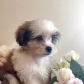 ミックス(シーズー×ポメラニアン)【岐阜県・男の子・2025年4月7日・ゴールド&ホワイト】の写真11