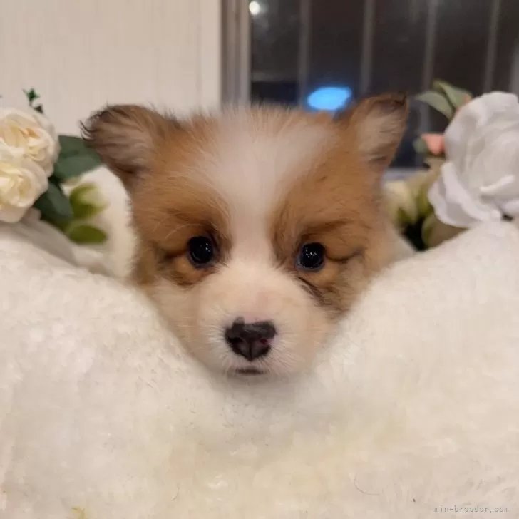 ID:2412-07057の子犬