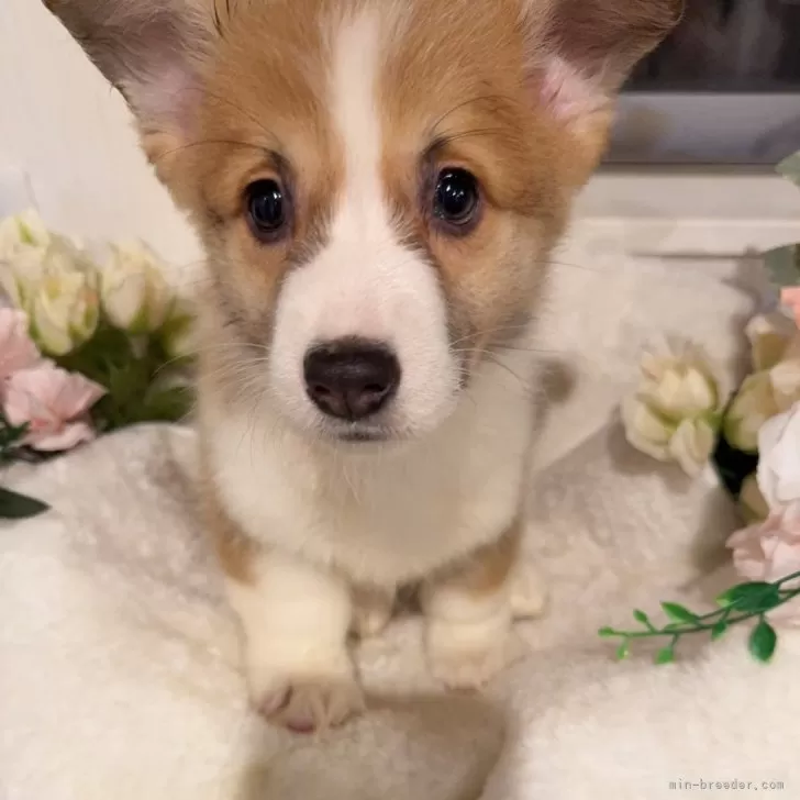 ID:2412-07055の子犬