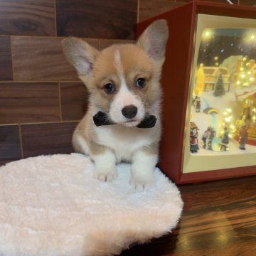 ウェルシュ・コーギー・ペンブローク【岐阜県・男の子・2025年11月3日・レッド&ホワイト】の写真「新年セール開催中❣️ 1月6日まで❣️」