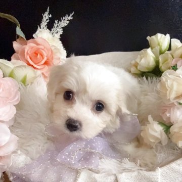 ミックス(マルチーズ×ビションフリーゼ)【岐阜県・女の子・2025年4月2日・ホワイト】の写真「とっても可愛いの三女ちゃん💜」