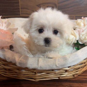 マルチーズ【岐阜県・女の子・2025年10月12日・ホワイト】の写真「クリスマス🎄セール開催中❣️12月25日まで❣️」