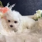 マルチーズ