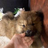チャウチャウ