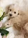 マルプー(トイプードル×マルチーズ)【岐阜県・男の子・2024年10月8日・アプリコット クリーム】の写真2