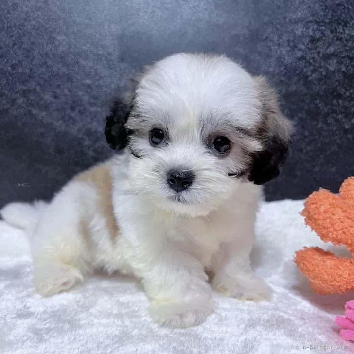 ID：2410-01944の子犬