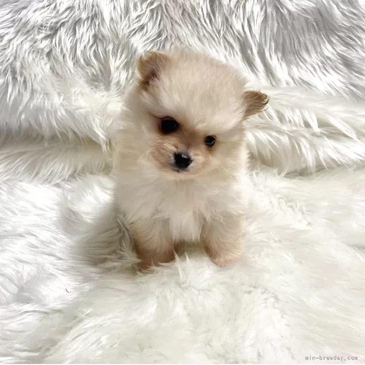 ポメラニアン【佐賀県・男の子・2025年9月17日・クリーム】の写真1