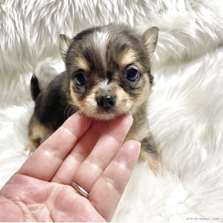 ブリーダー画像