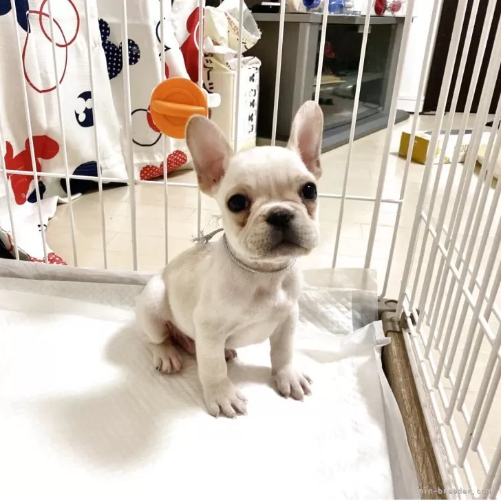 フレンチブルドッグ【佐賀県・男の子・2025年9月22日・ホワイト】の写真1