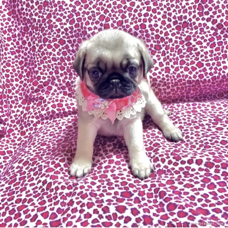 ID:2505-00590の子犬
