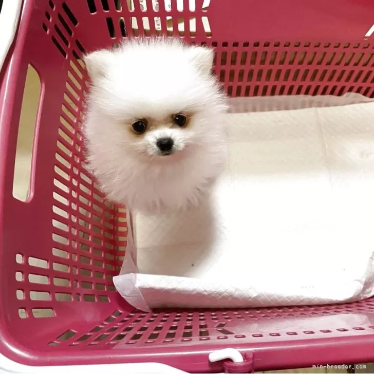 ID:2503-05609の子犬