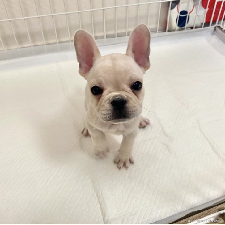 ブリーダー画像