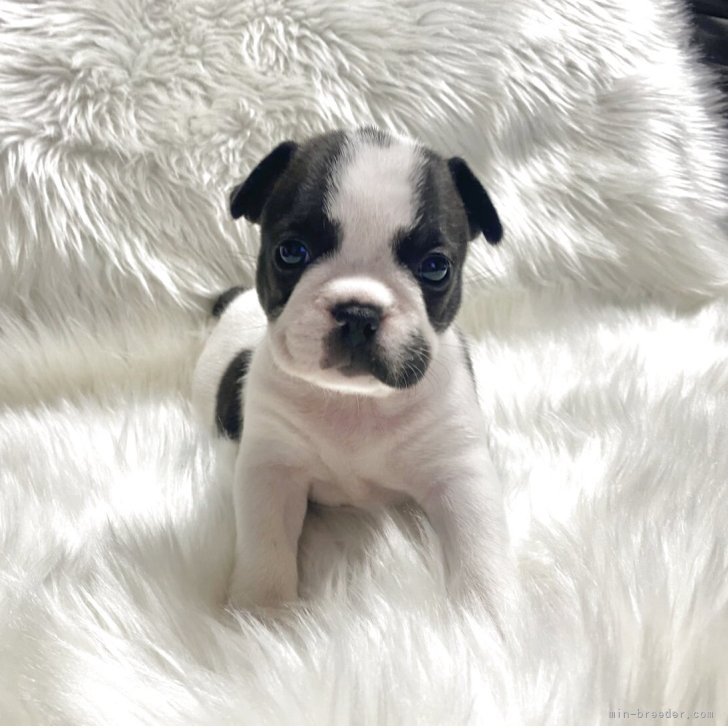 ブリーダー画像