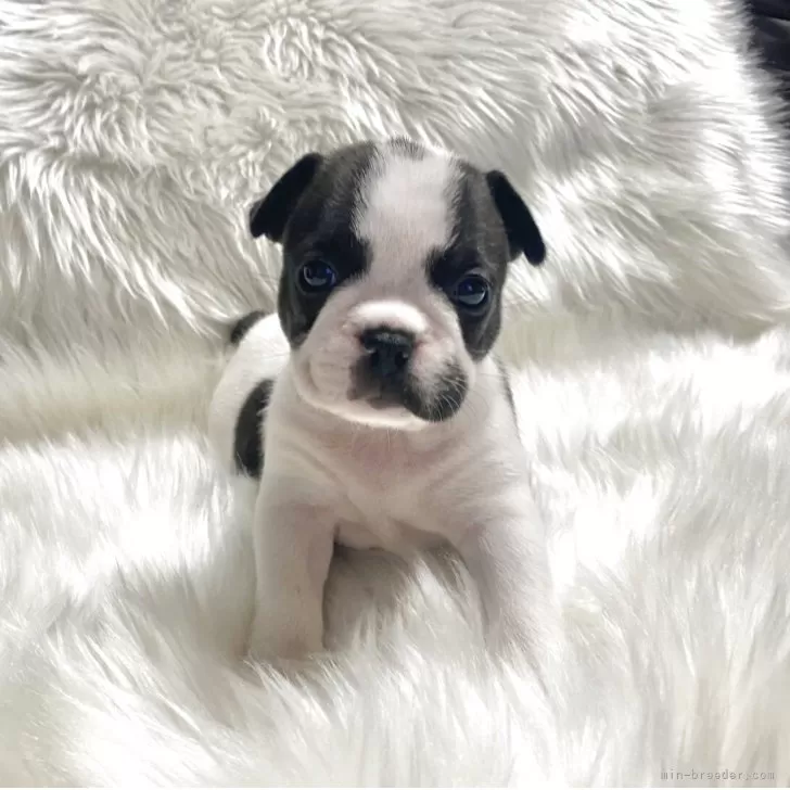 フレンチブルドッグ【佐賀県・女の子・2025年10月18日・パイド】の写真1