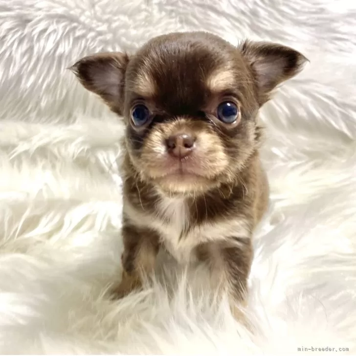 ID：2505-00683の子犬