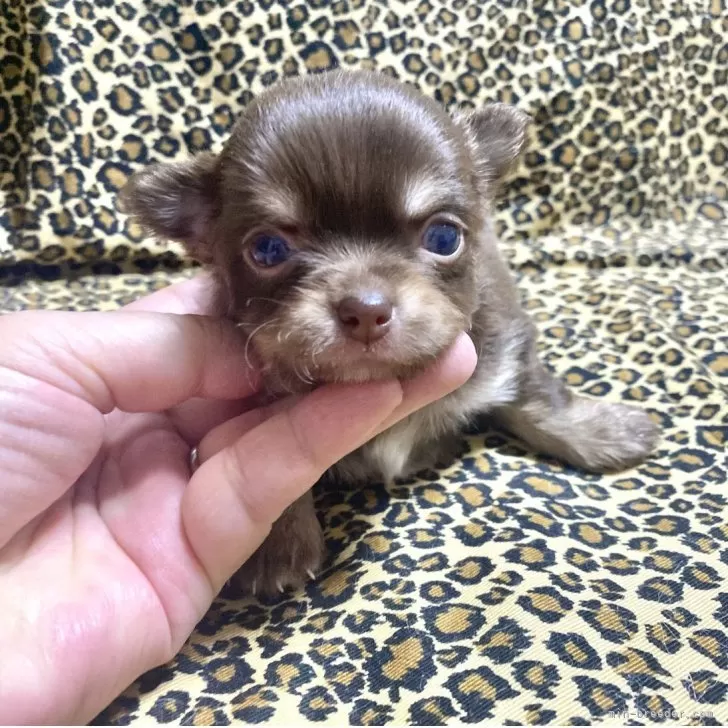 M.Ｙ 様のお迎えした子犬