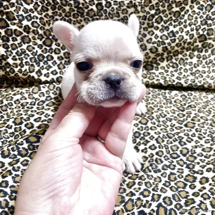 フレンチブルドッグ【佐賀県・男の子・2025年9月22日・ホワイト】の写真1