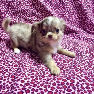 チワワ(ロング)【佐賀県・男の子・2025年3月15日・チョコマール😻】の写真「オッドアイのチョコマール😻」