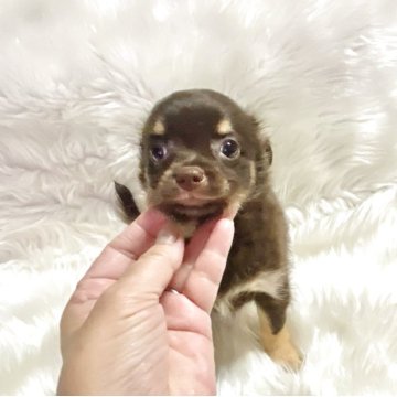 チワワ(ロング)【佐賀県・女の子・2025年9月18日・チョコタン&ホワイト】の写真「可愛いチョコ姫💕」