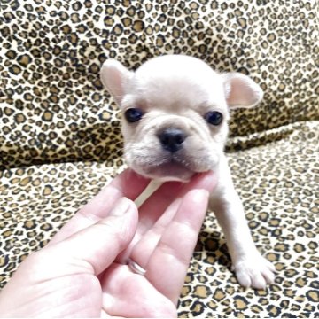 フレンチブルドッグ【佐賀県・女の子・2025年9月22日・ホワイト】の写真「可愛いフレブルちゃん💕」