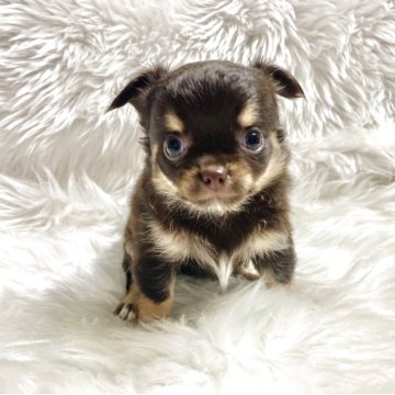 チワワ(ロング)【佐賀県・女の子・2025年9月18日・チョコタン&クリーム】の写真「お顔の可愛さ100%」