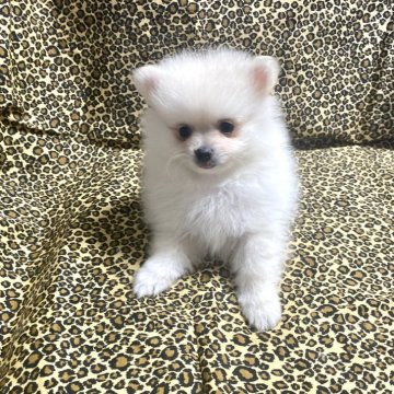ポメラニアン【佐賀県・男の子・2025年5月22日・ホワイト・クリーム】の写真「チャオリアの小さい男の子😻」