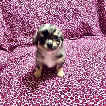 チワワ(ロング)【佐賀県・男の子・2025年3月15日・ブルーマール】の写真「希少柄のブルーマール😻」