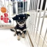 チワワ(ロング)