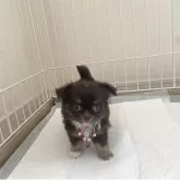 チワワ(ロング)