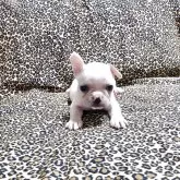 フレンチブルドッグ