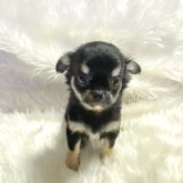 チワワ(ロング)