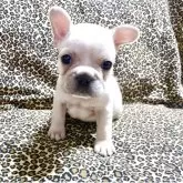 フレンチブルドッグ