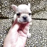 フレンチブルドッグ