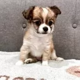 チワワ(ロング)