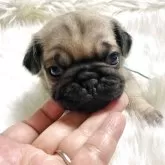 パグ